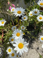 Daisies