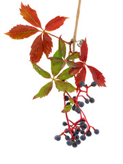 Twig of Virginia creeper with berries isolated on white, Parthenocissus quinquefolia