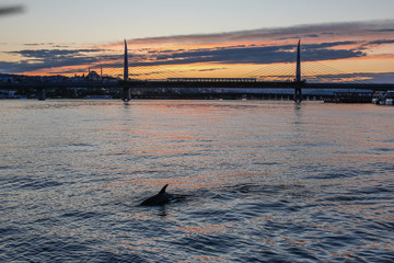 A group of dolphins in Istanbul