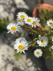 Daisies