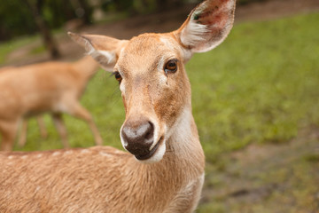 Animals and wildlife. Portrait of a deer staring into the frame, head closeup