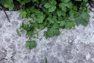 Green ivy grows on a concrete wall. Texture and background for text