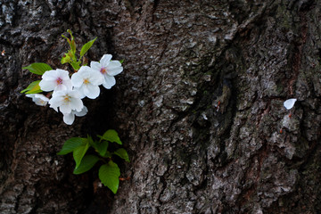 桜の老木の木の幹に咲いた花。