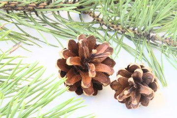 Pine branch with cones on a white background 