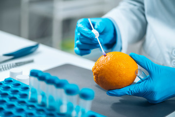 Food Safety Laboratory Technician Examining Orange Citrus Fruit for Presence of Pesticides