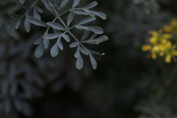 濃い緑の葉の植物。背景に黄色い花がぼやけている。