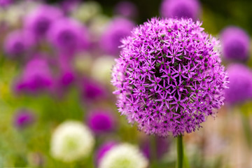 Zierlauch Lauch Allium giganteum Riesenlauch Zwiebel Pflanze Garten dekorativ lila violett Kugel rund Ball Schnittblume Sommer doldig Dolde Blickfang Geruch Botanik Pflanze Nahaufnahme Details Makro