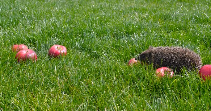 Small gray hedgehog walking in the garden on the green lawn grass among red scattered fragrant apples and sniffing them on a sunny day. Harvesting concept 4k 50 fps slow motion