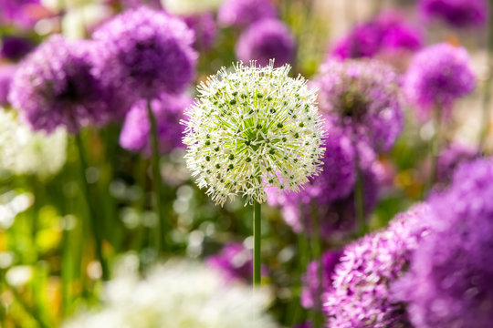 Zierlauch Lauch Allium giganteum Riesenlauch Zwiebel Pflanze Garten dekorativ wei&szlig; lila violett Kugel rund Ball Schnittblume Sommer doldig Dolde Blickfang Botanik Pflanze Nahaufnahme Details Makro
