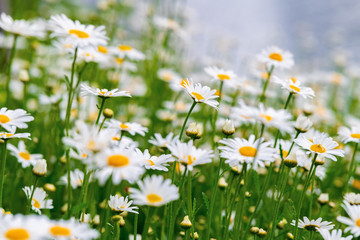 Margeriten Leucanthemum vulgare Blume Blüten Wiese Sonne Sommer Frühling Makro Selektive Schärfe...