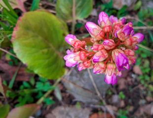 spring and summer flowers