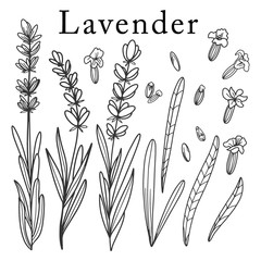 Lavender flower. Isolated outlined vector set on white. Herbal and cosmetic plant. Eco and health related organic product design elements. Hand drawn illustration. Menu, tee package, print decor.