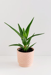 Aloe plant in a pink ceramic flower pot on the light background. Planting and care of indoor plants and flowers.