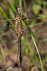 Downy Emerald macro.  Cordulia aenea