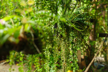 Natural tropical background. Flower pots in flower pots with hanging leaves hang on threads.