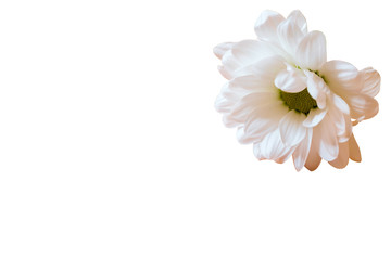 Obraz na płótnie Canvas White camomile isolated on a white background. Close-up.