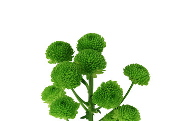 Green chrysanthemum flowers isolated on white background. Close-up.