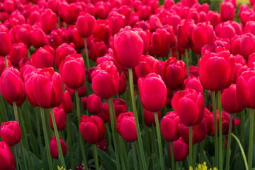 Fototapeta premium Beautiful Pink Tulips in garden