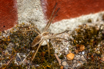Weibliche Listspinne mit Kokon (Eiersack) krabbelt am Boden einer Mauer im Moos (Rückansicht von oben) © Wolfgang Knoll