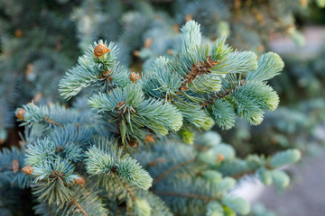 A coniferous branch with young shoots of green needles and small cones. Shooting a close-up of fresh green spruce branches.