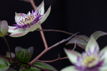暗い背景の中の白と紫の花