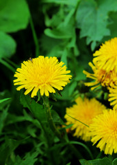 Yellow dandelions on green grass