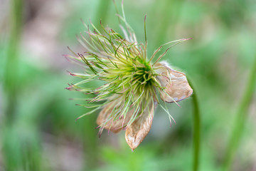 Old Pulsatilla flower on a blurry background