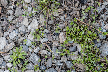the texture of rural roads with small stones and grass in between