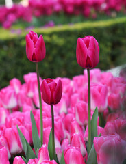 Fototapeta premium Beautiful Pink Tulips in garden.