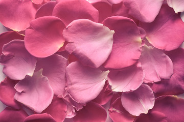 Close up rose petals spread random on the floor. Pink rose leaves isolated for background. Wedding or valentine's day creative texture concept.