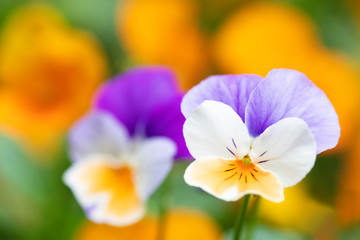 紫と白のパンジーのクローズアップ。　背景はオレンジの花。