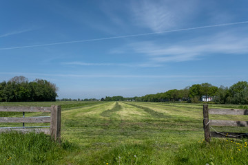 Dutch polder landscape during sunrise with riparian plants, meadows and flowering herbs against...