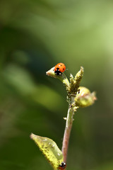 Coccinelle, insetti e parassiti delle piante