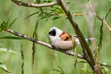 Eurasian penduline tit Remiz pendulinus sitting on branch of bush in green grass in spring. Cute litte songbird in wildlife.