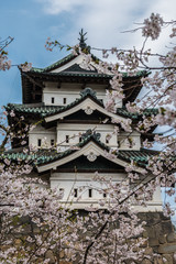 Fototapeta premium Hirosaki Castle and Cherry Blossoms, Japan