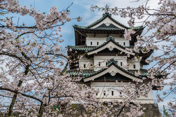 Hirosaki Castle and Cherry Blossoms, Japan