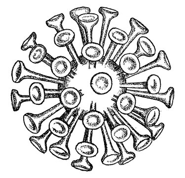 Rhabdosphere, vintage illustration.