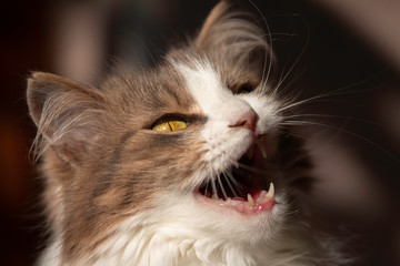  yawning cat in a house with a blurry background