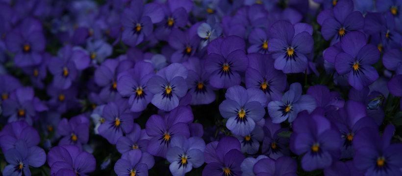 violet  flowers  pansies  Viola &times;wittrockiana Gams with yellow ovary