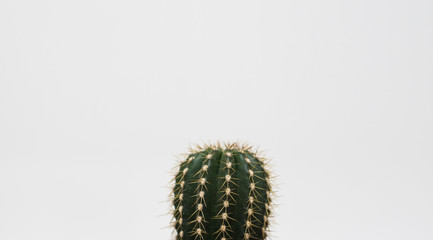Cactus isolated on white