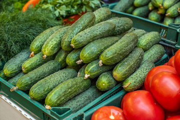 green cucumbers at the grocery market close up. Sale of products.