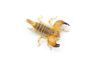 Yellow deadly dangerous scorpion top view isolated on white background