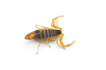 Yellow deadly dangerous scorpion top view isolated on white background