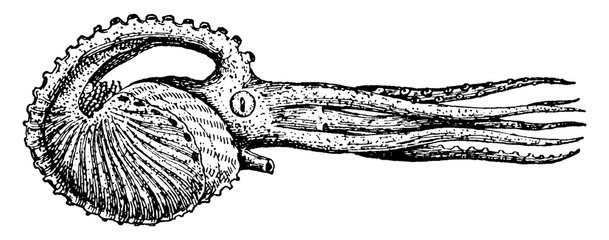 Argonauta argo, vintage illustration.