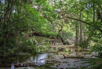 Springs in florida 3