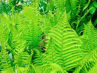 Many ferns leaves growing on the flowerbed, closeup