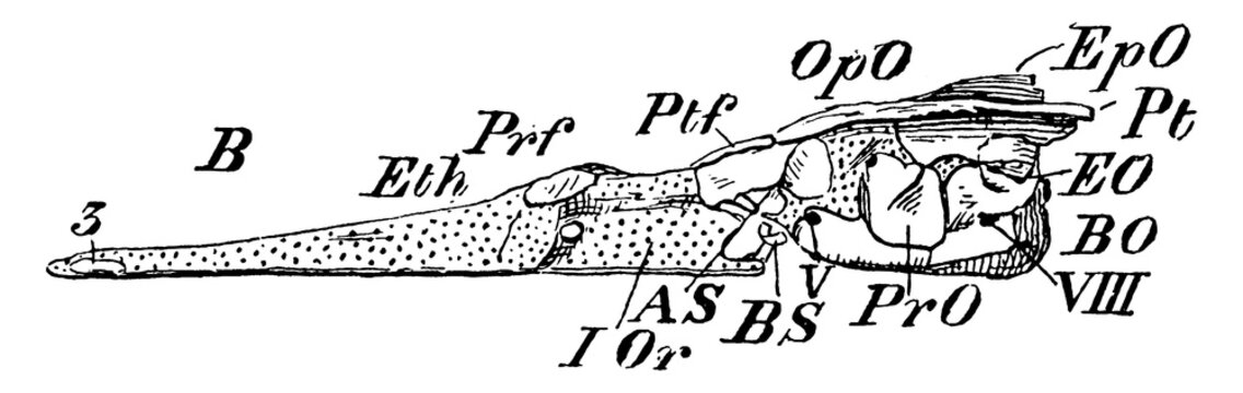Pike Cranium, vintage illustration.