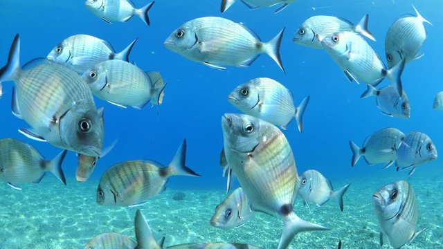 sea bream fish school swim on sea grass vegetation algae underwater relaxing ocean scenery