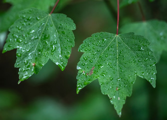 Leaves and raindrops