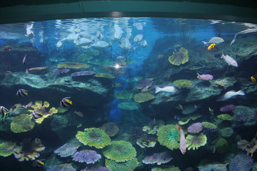 Underwater world. Fish. Ocean. Marine life. Wildlife